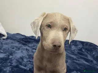 Labrador Retriever dogs Beautiful silver Labrador with grey eyes - Advert 1