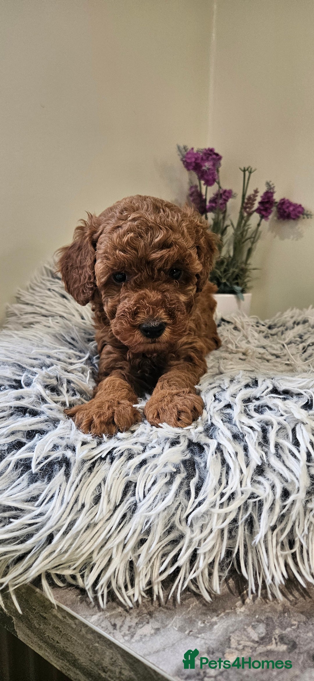Toy Poodle dogs for sale: Beautiful Red Toy Poodle Puppies - Advert 11