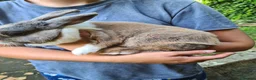 Mini Lion Lop rabbits for sale: Female mini lop x lion head  - Advert 2