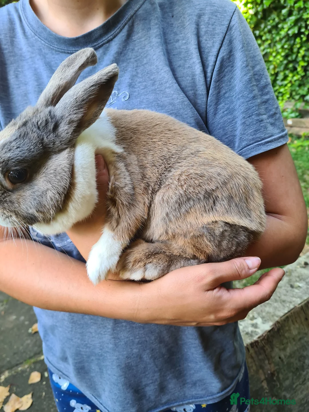 Mini Lion Lop rabbits for sale: Female mini lop x lion head  - Advert 2