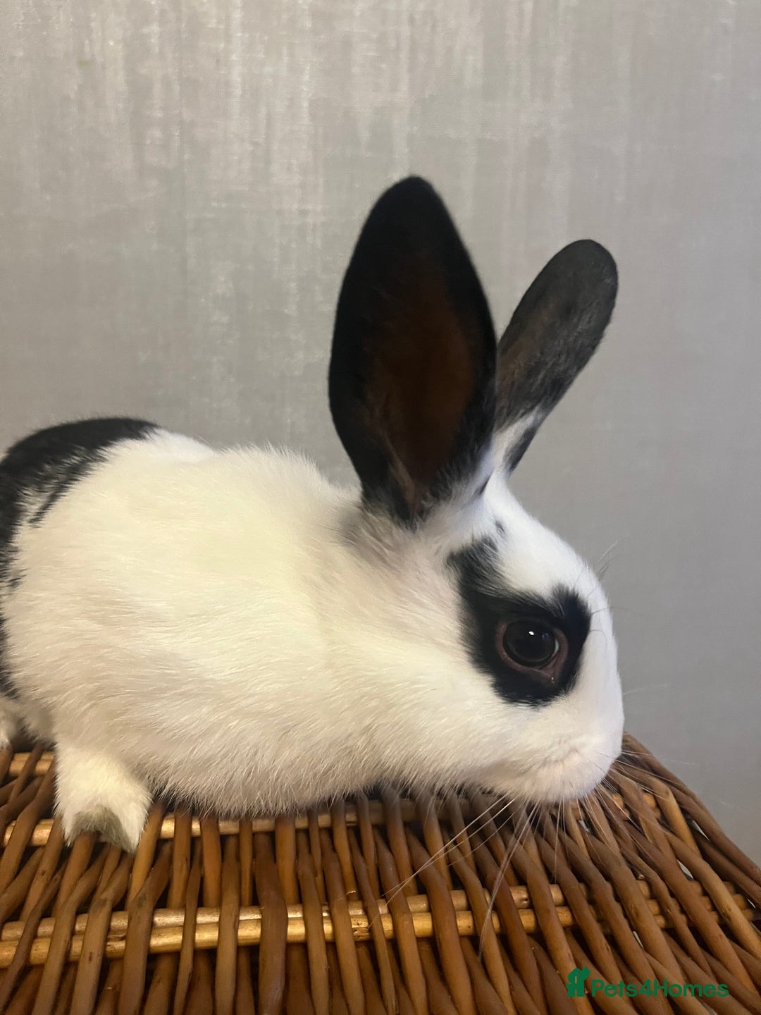 English Spot rabbits for sale: Baby English fancy rabbits - Advert 8