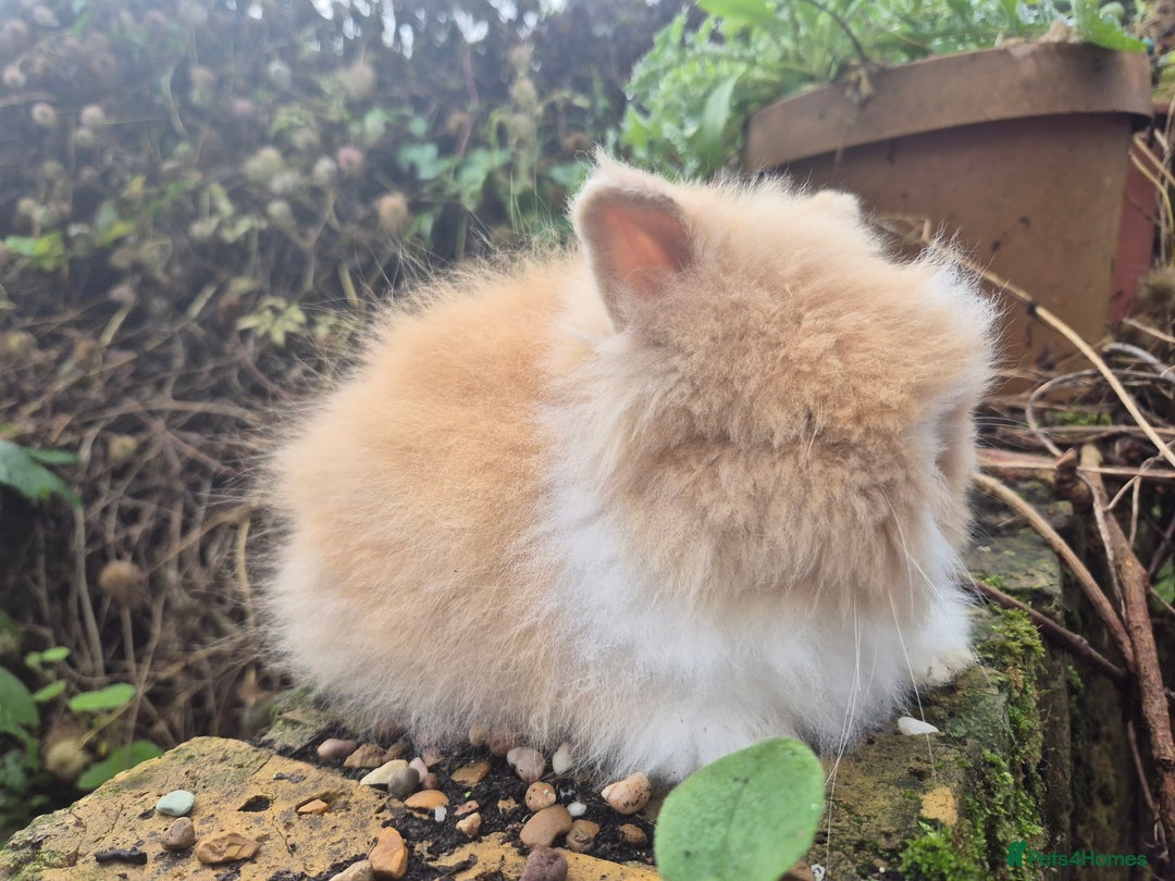 Angora rabbits for sale: Teddydwerg babies 💓💙 READY NOW 😍  - Advert 14