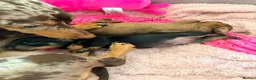 Miniature Dachshund dogs for sale: 2 x miniature dachshunds  in Colchester - Advert 16