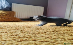 British Shorthair cats for sale: ❤️Gorgeous Scottish Fold/Straight kittens❤️ - Image 9