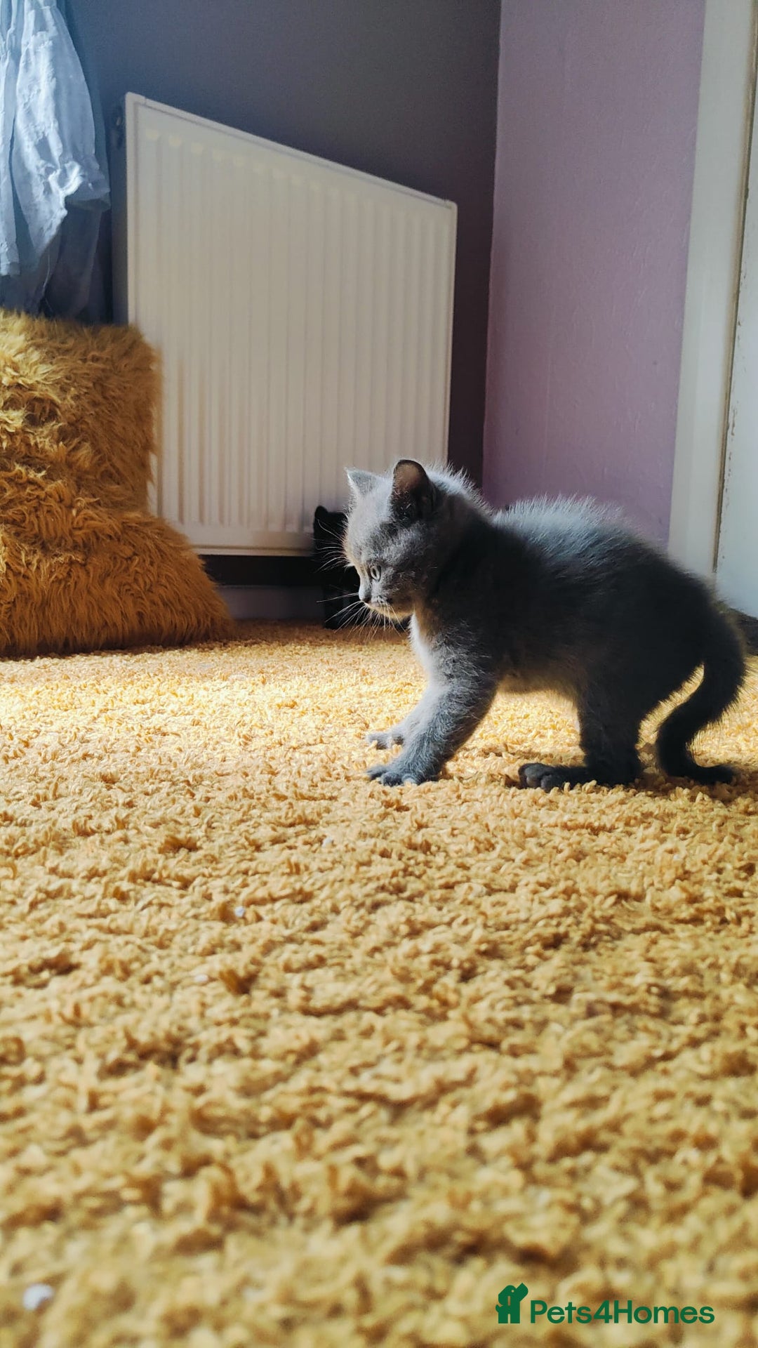 British Shorthair cats for sale: ❤️Gorgeous Scottish Fold/Straight kittens❤️ - Image 9
