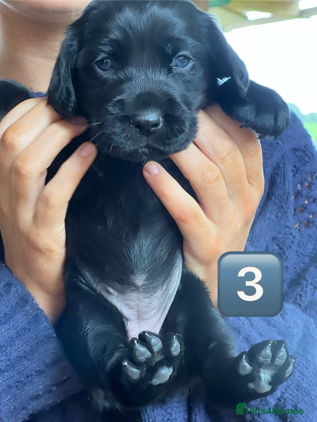 Mixed Breed dogs for sale: Outstanding sprollies pups for sale  - Image 29