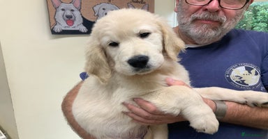 Golden Retriever dogs - Advert 12