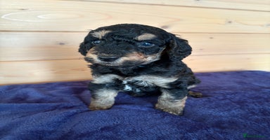 Miniature Poodle dogs - Advert 2