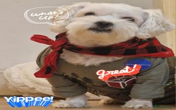 Maltese dogs for sale: Little Mia looking for forever home  - Image 13