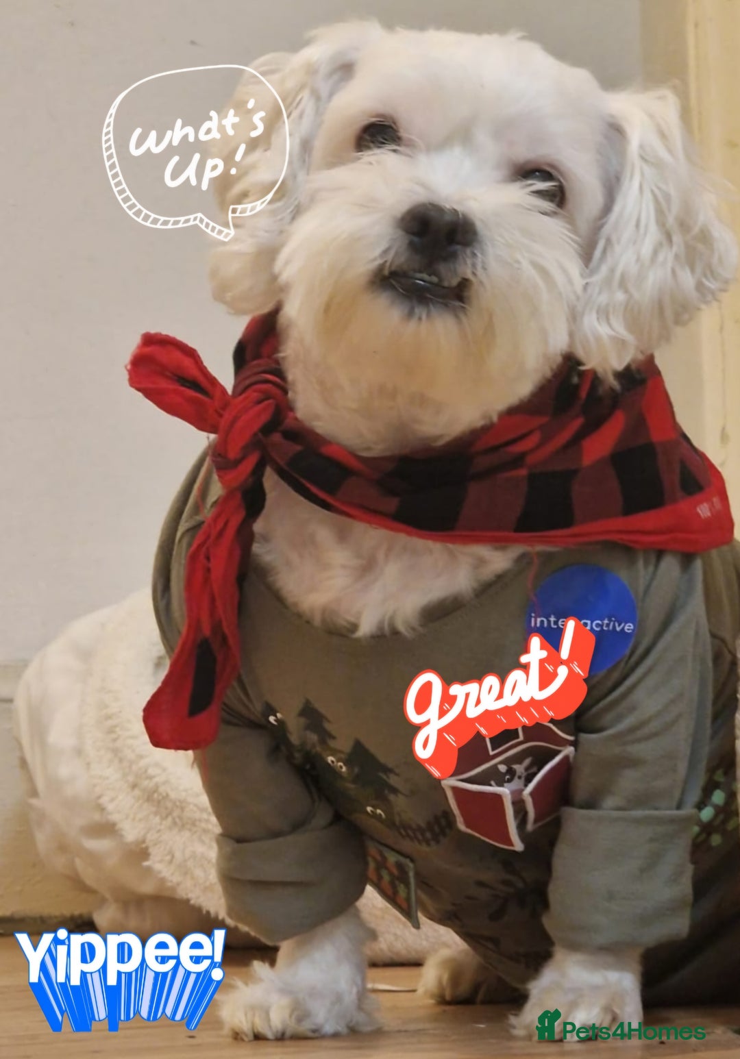 Maltese dogs for sale: Little Mia looking for forever home  - Image 13