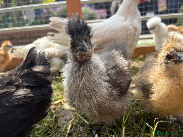 Chickens poultry for sale - Advert 2
