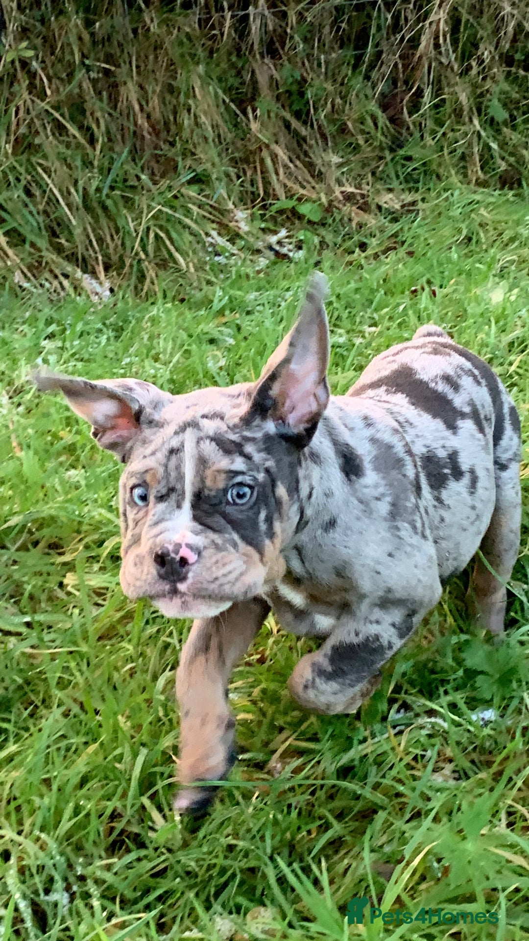 Olde English Bulldogge dogs for sale: 3 male puppy Olde English Bulldogges left - Advert 16