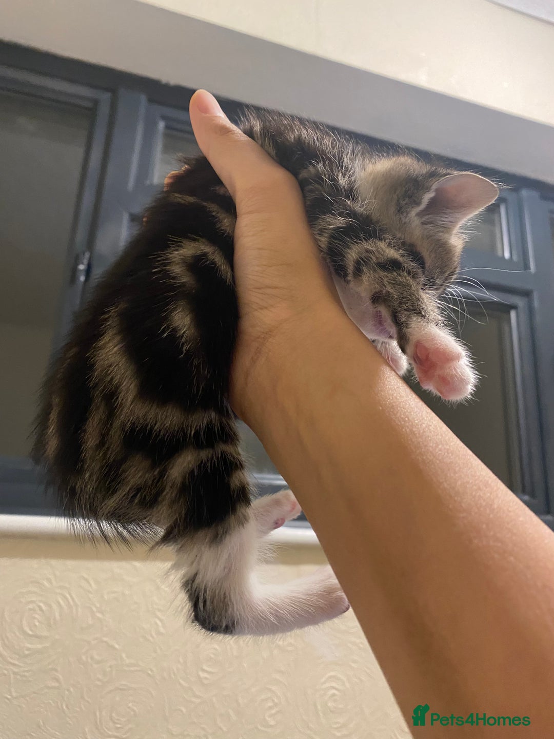 Mixed Breed cats for sale: Adorable kittens for sale - Image 6