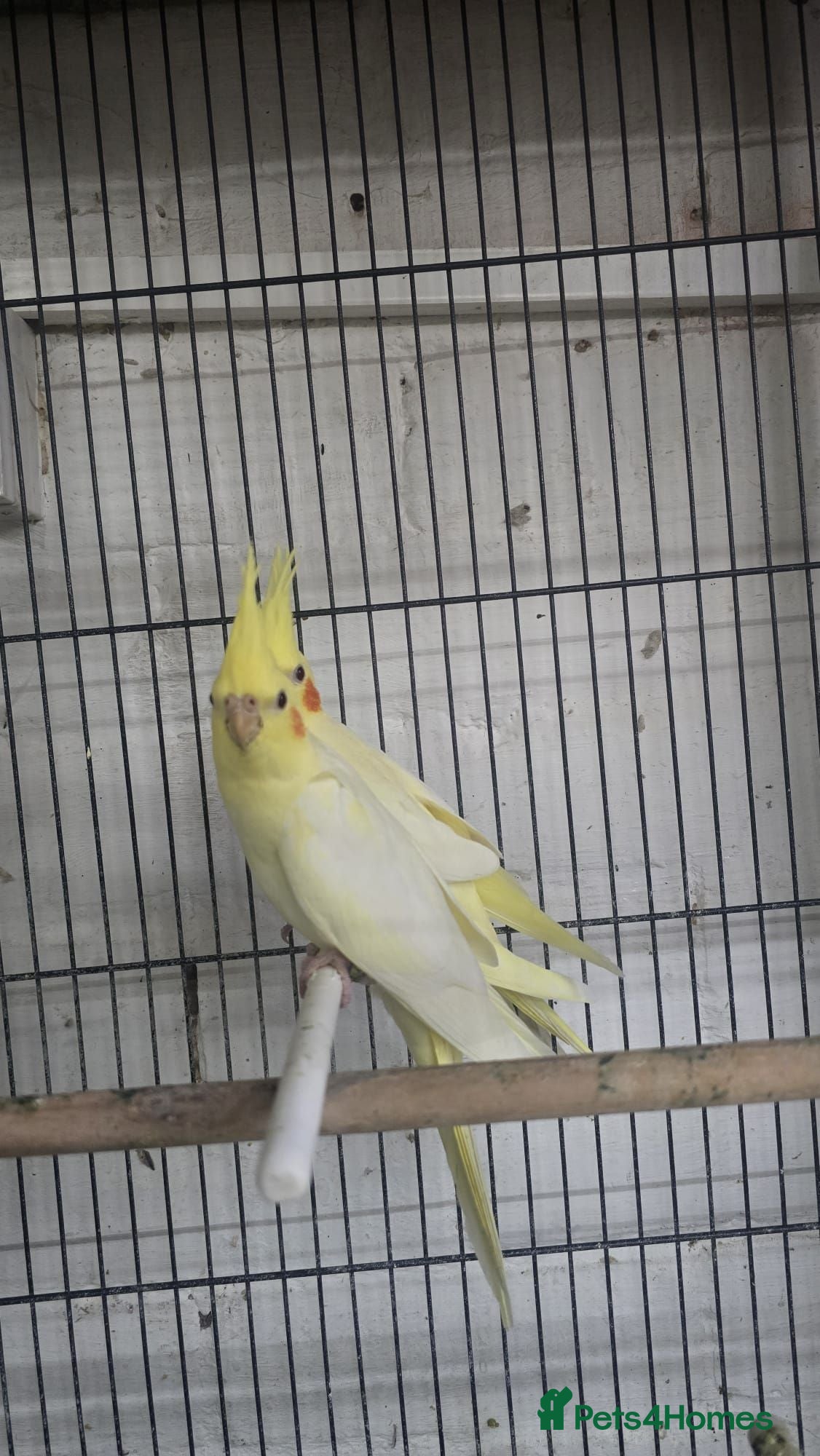 Cockatiels birds Cockatiel - Advert 2