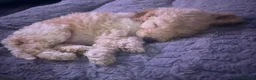 Cockapoo dogs for sale: Beautiful Luna - Advert 5