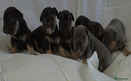 French Bulldog dogs for sale: TOP QUALITY KC REG FRENCHIES AVAILABLE  - Image 2