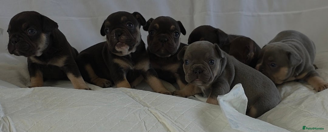 French Bulldog dogs for sale: TOP QUALITY KC REG FRENCHIES AVAILABLE  - Image 2