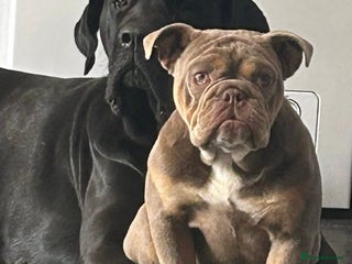 English Bulldog dogs Male English bulldog for sale - Advert 1