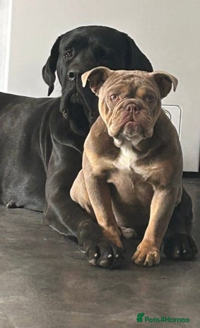 English Bulldog dogs Male English bulldog for sale - Advert 1