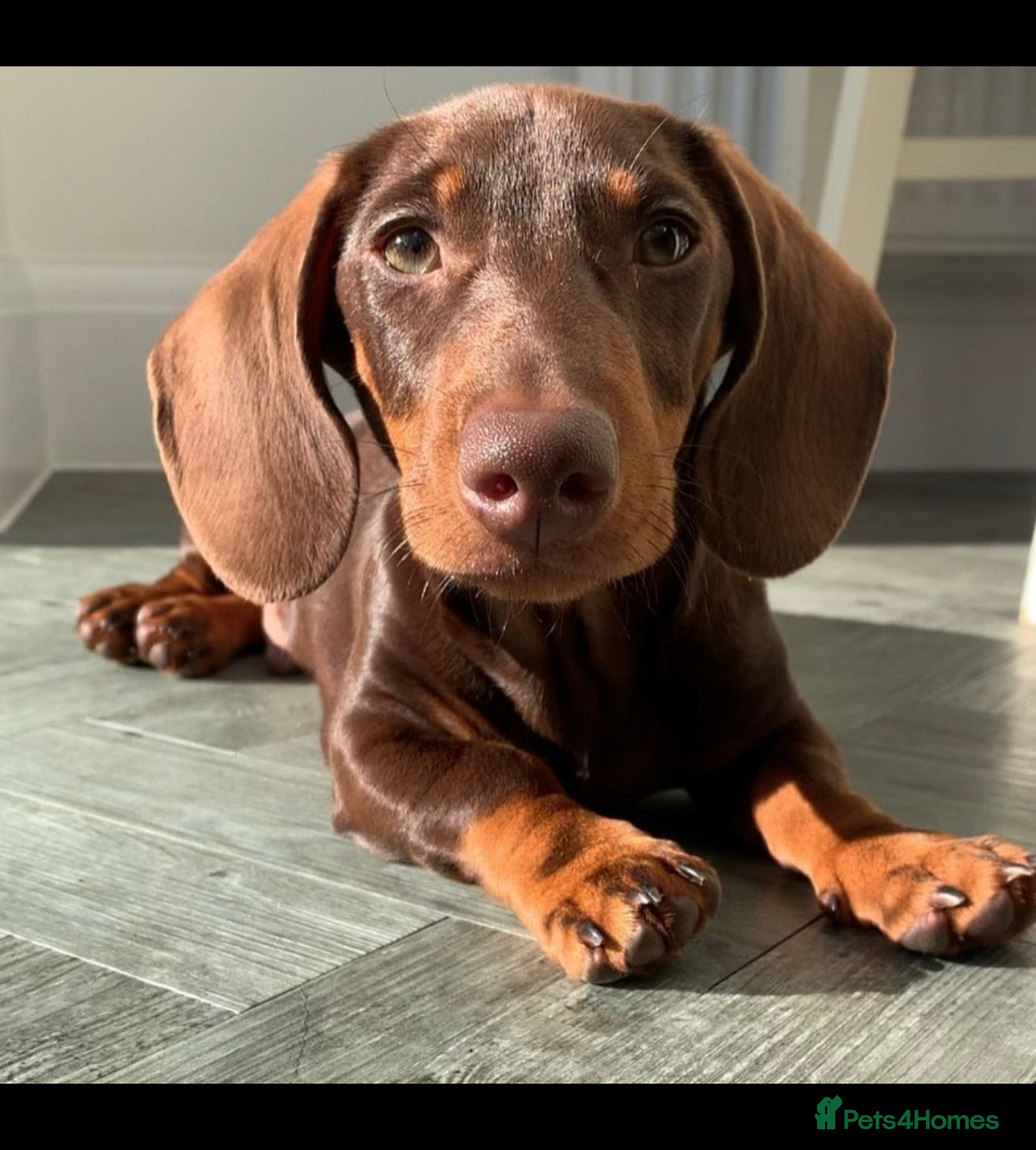 Miniature Dachshund dogs 6 stunning KC registered Pups  - Advert 2