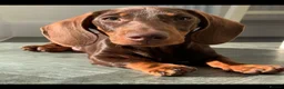Miniature Dachshund dogs for sale: 6 stunning KC registered Pups  - Advert 24