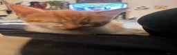 Domestic Shorthair cats for sale: 2 Domestic Shorthairs  - Advert 3