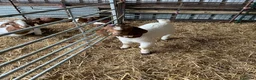 Goats livestock for sale: Boer goat kids - Advert 6