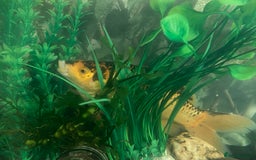 Goldfish fish for sale: Two Big Goldfish - Image 3