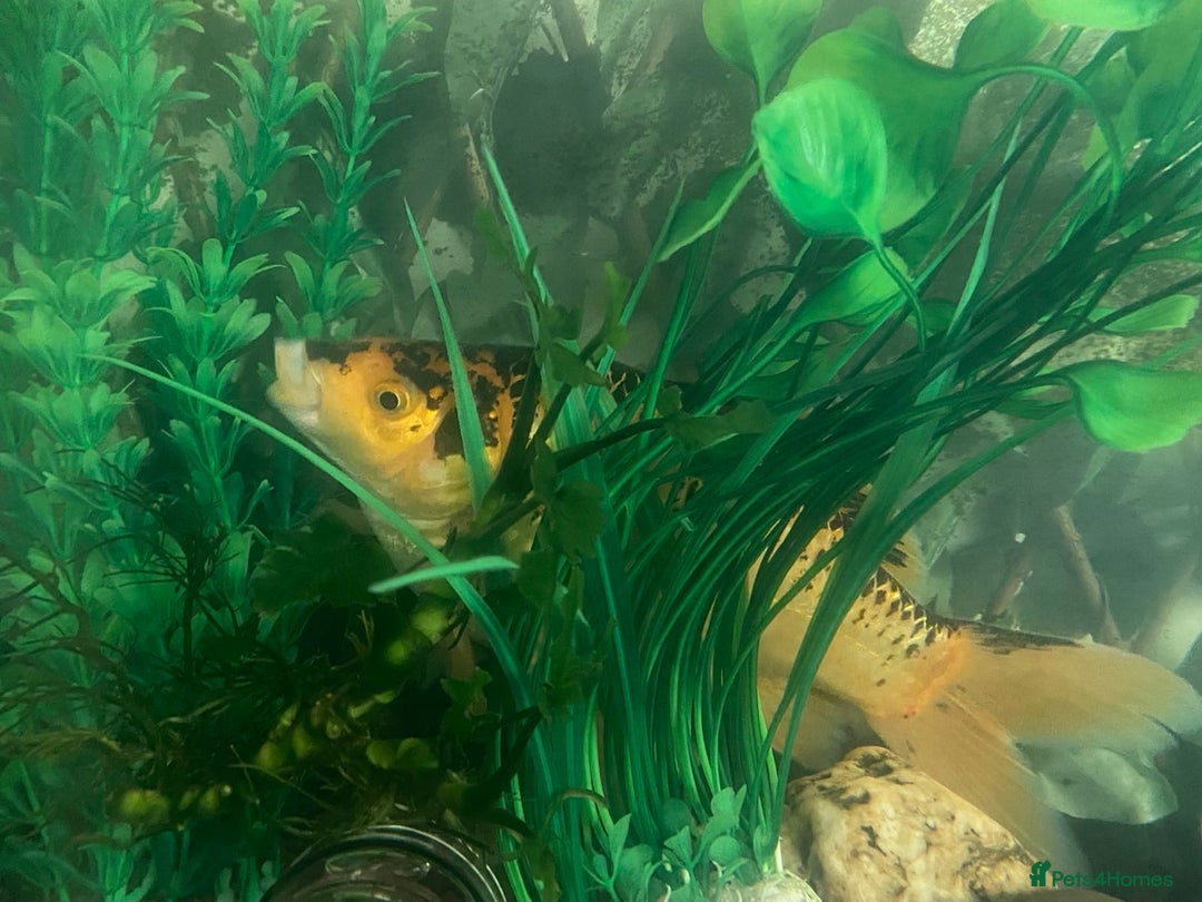 Goldfish fish for sale: Two Big Goldfish - Image 3