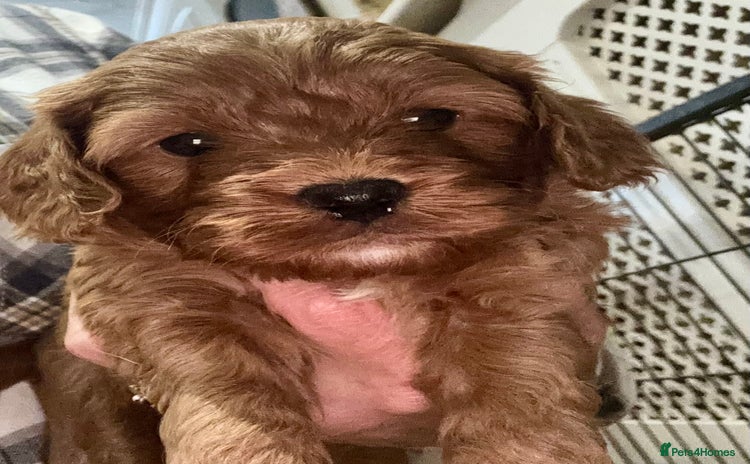 Cavapoo dogs - Advert 14