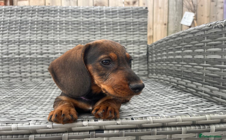 Dachshund dogs - Advert 15