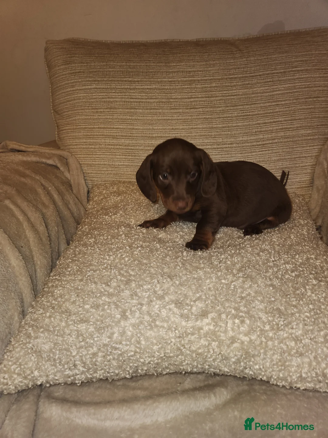 Miniature Dachshund dogs for sale: 6 beautiful Miniature Dachshund  - Advert 2