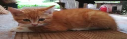 Mixed Breed cats for sale: AMAZING, BEAUTIFUL, CLEVER, HEALTHY KITTENS - Advert 4