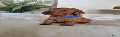 Toy Poodle Puppy 1