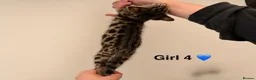Bengal cats for sale: bengal female kittens - Advert 18