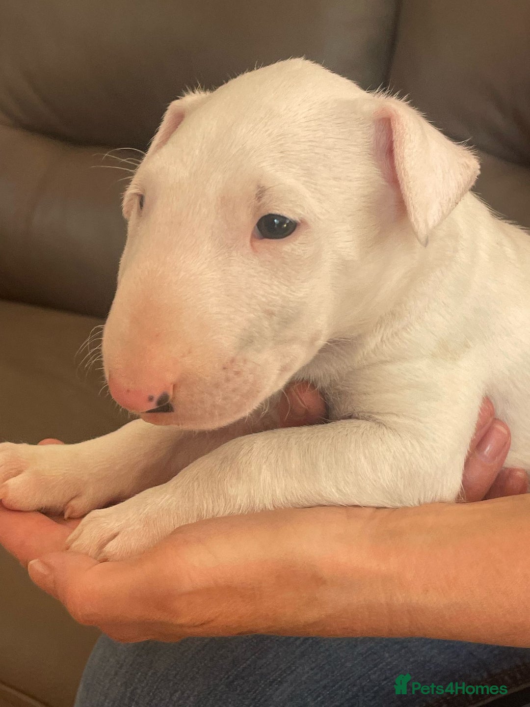 English Bull Terrier dogs for sale: English bull terrier  - Image 9