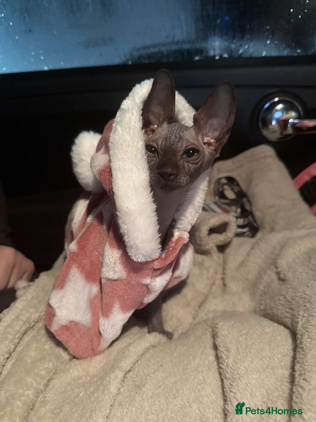 Sphynx cats for sale: Sphynx kitten for sale  - Advert 6