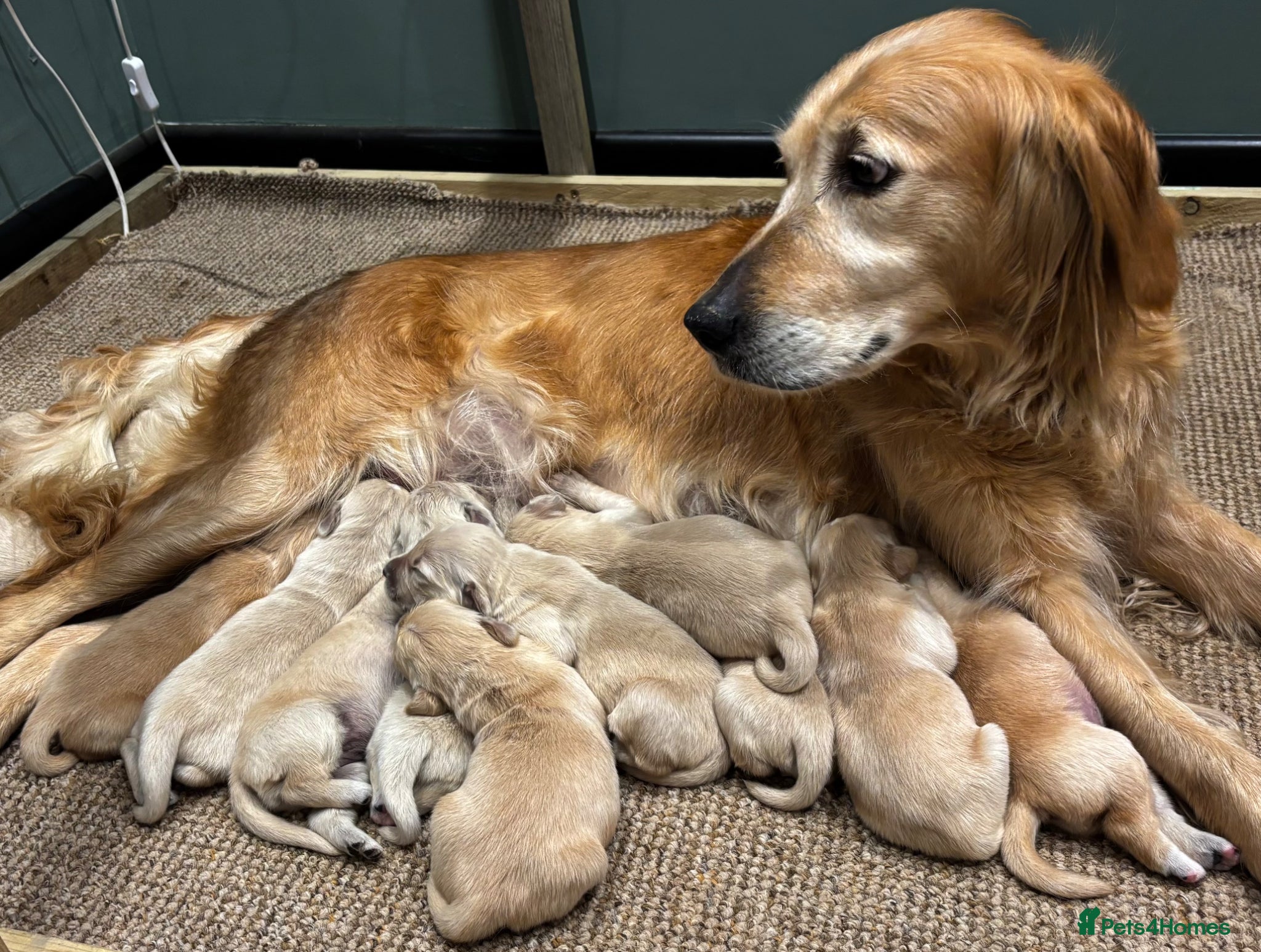 Golden Retriever dogs for sale: Golden Retriever Puppies For Sale  - Advert 1