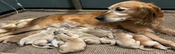 Golden Retriever dogs for sale: Golden Retriever Puppies For Sale  - Advert 1
