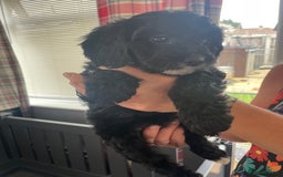 Cavapoo dogs for sale: Cavapoo puppies  - Image 24