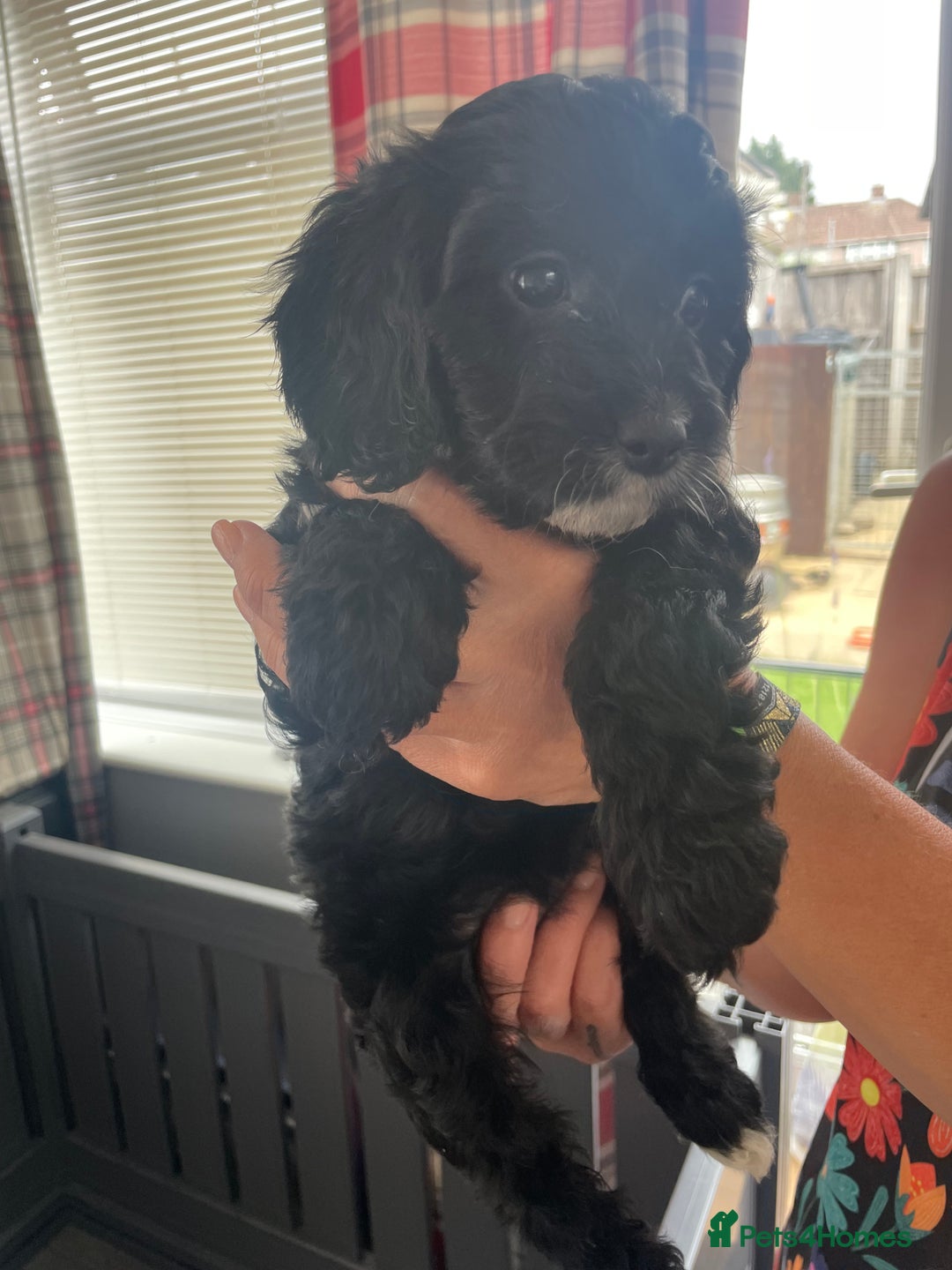 Cavapoo dogs for sale: Cavapoo puppies  - Image 24