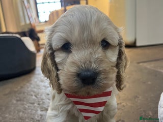 Cockapoo dogs - Advert 28