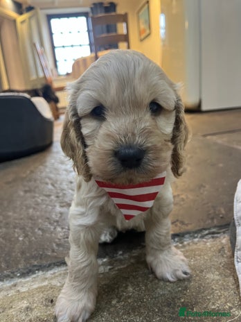 Cockapoo dogs - Advert 12