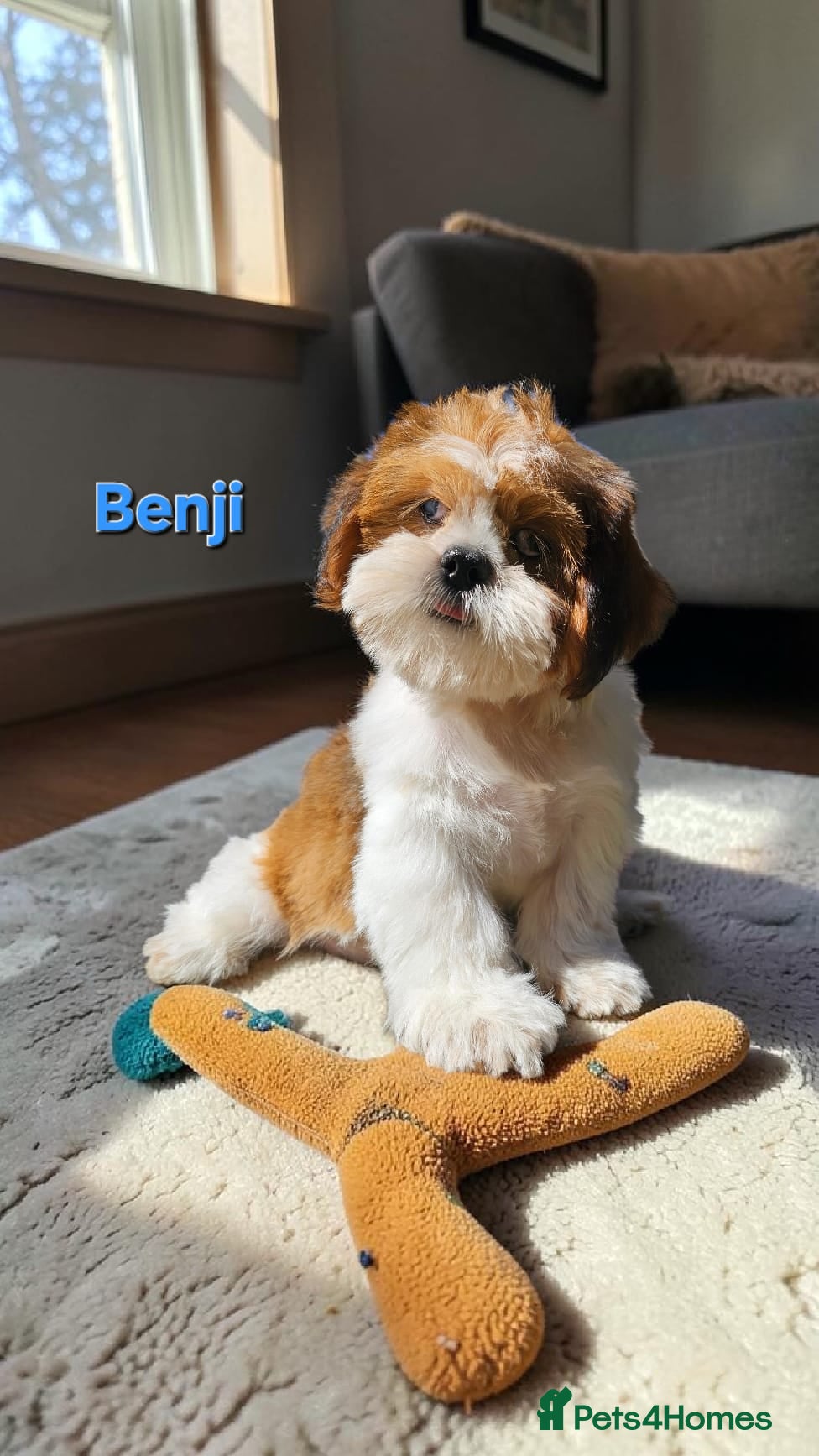 Shih Tzu dogs  💞 QUALITY STANDARD SHIH TZU 💕 - Advert 3