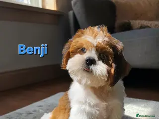 Shih Tzu dogs 💞 QUALITY STANDARD SHIH TZU 💕 - Advert 3