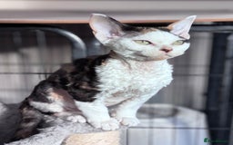 Devon Rex cats for sale: Pedigree Devons - Advert 5