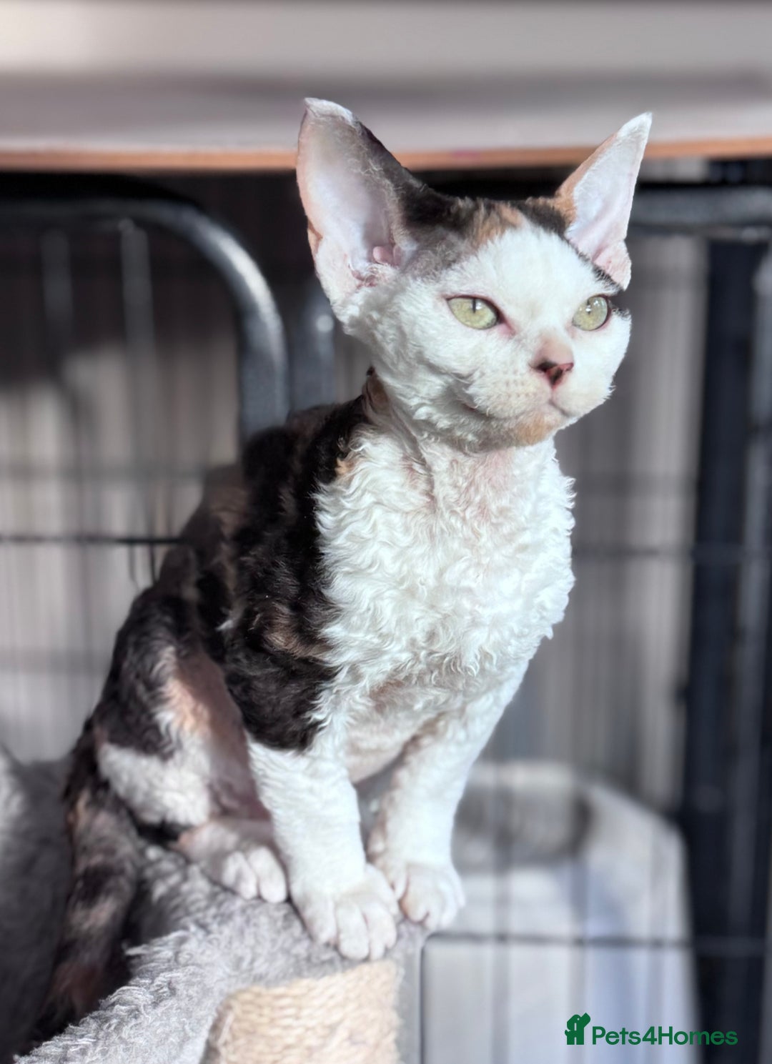 Devon Rex cats for sale: Pedigree Devons - Advert 5