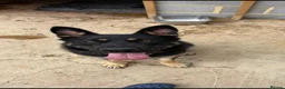 German Shepherd dogs for sale: Pedigree GSD brothers - Reluctant Sale in Tadworth - Advert 3