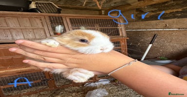 Mini Lop rabbits - Advert 7