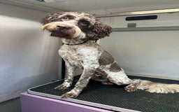Cockapoo dogs for sale: 2 Year Old loving Cockerpoo - Image 4